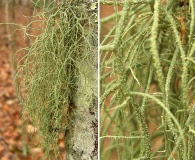 Usnea ceratina