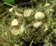 Usnea endochrysea