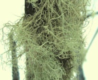 Usnea glabrata