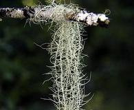 Usnea longissima