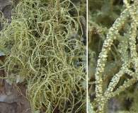 Usnea mutabilis