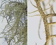 Usnea perplexans