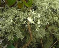 Usnea strigosa