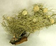 Usnea subfusca
