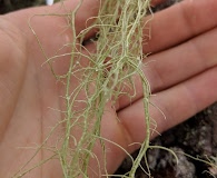 Usnea subgracilis