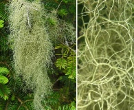 Usnea trichodea