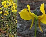 Utricularia cornuta