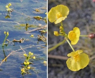 Utricularia floridana