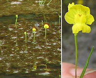 Utricularia gibba