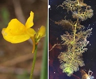 Utricularia intermedia