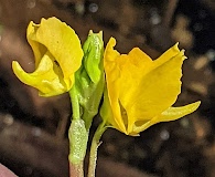 Utricularia macrorhiza