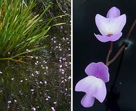 Utricularia purpurea