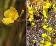 Utricularia striata