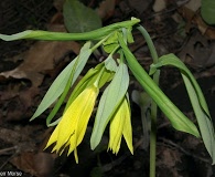 Uvularia grandiflora