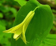 Uvularia perfoliata