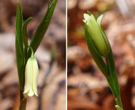 Uvularia puberula