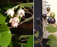 Vaccinium arboreum