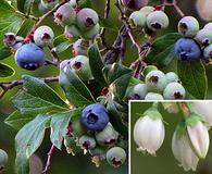 Vaccinium corymbosum