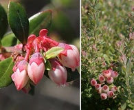 Vaccinium darrowii