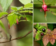 Vaccinium erythrocarpum