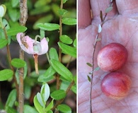 Vaccinium macrocarpon