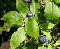 Vaccinium membranaceum