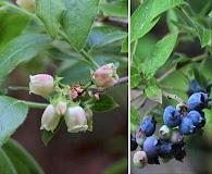 Vaccinium myrtilloides