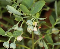 Vaccinium shastense