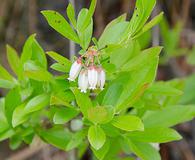 Vaccinium tenellum