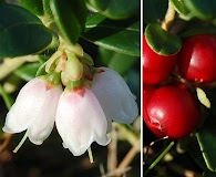 Vaccinium vitis-idaea