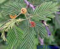 Vachellia pennatula