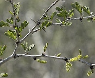 Vachellia rigidula