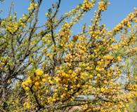 Vachellia schaffneri