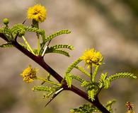 Vachellia vernicosa