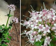 Valeriana arizonica