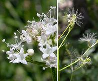 Valeriana californica