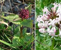 Valeriana capitata