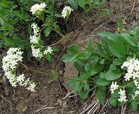 Valeriana columbiana