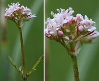 Valeriana dioica