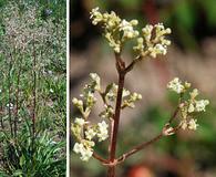 Valeriana edulis