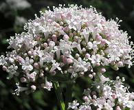 Valeriana officinalis