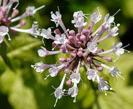 Valeriana pauciflora