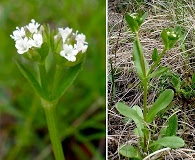 Valerianella amarella