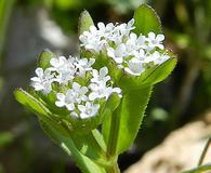 Valerianella locusta