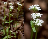 Valerianella palmeri