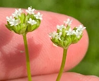 Valerianella radiata