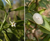 Vallesia glabra