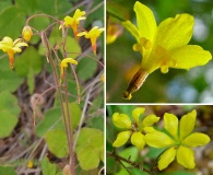 Vancouveria chrysantha