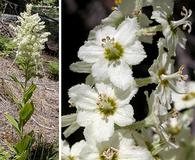 Veratrum insolitum