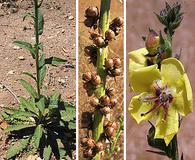 Verbascum virgatum